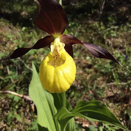 Grana Bryggeri Bed & Breakfast Snåsa