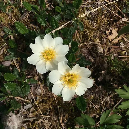 Grana Bryggeri Bed & Breakfast 2*