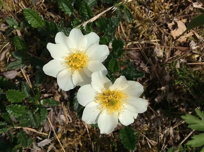 Grana Bryggeri Bed & Breakfast 2*