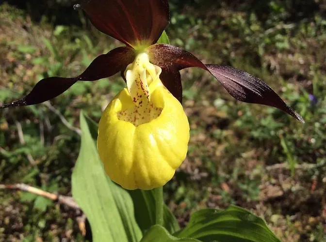 Grana Bryggeri Bed & Breakfast Snåsa