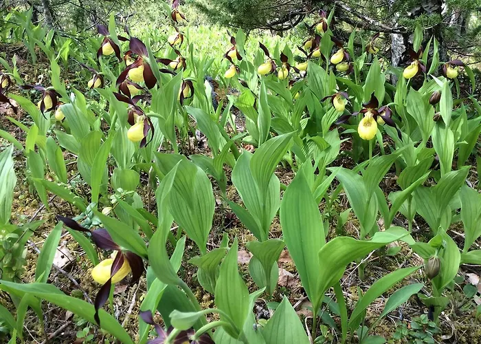 Bed & Breakfast Grana Bryggeri Snåsa
